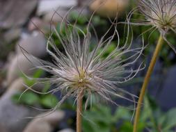 Close-up of the beautiful pasqueflowers in the garden