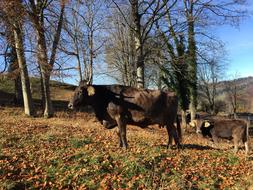 lonely black cow in the autumn forest
