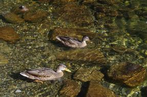 floating ducks in the lake among the rocks