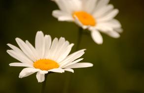 Daisies Flowers Spring