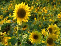summer field of sunflowers in blurred background