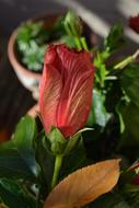 Flower Hibiscus Blossom