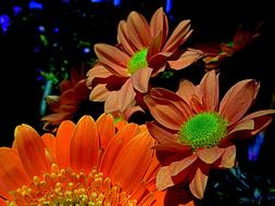 flowers with orange petals in the sun close-up