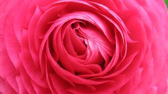 lush bright pink flower close up