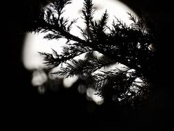 prickly tree branches against the moon