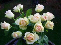 Rose Bouquet White-Pink Cut