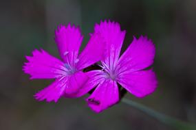 Flower Purple Blossom on a blurred background