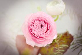 Ranunculus, pink and white Flowers at blur background