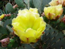 Flower Cactus Fig