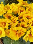 yellow flowers bouquet garden