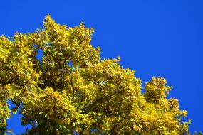 autumn tree under a blue sky