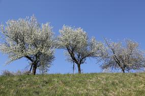 Cherry Trees at Spring