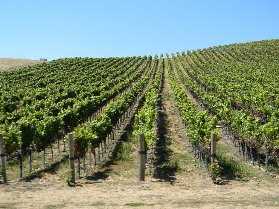 Vineyard California Scenic