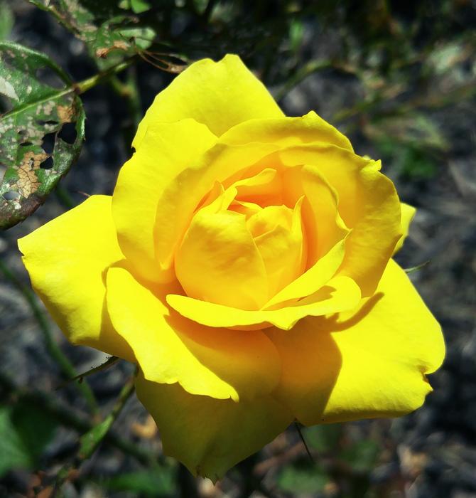 Yellow Mini Rose Ohio flower