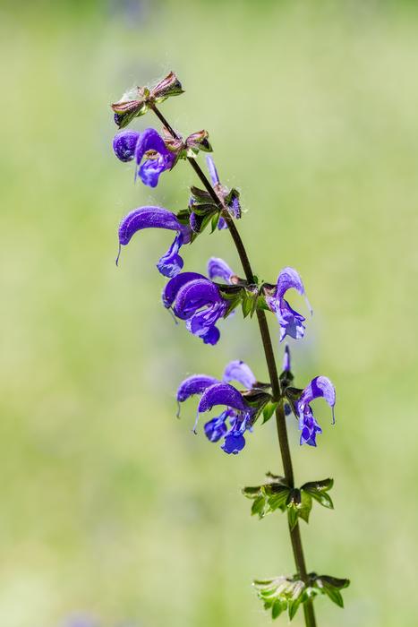 Common Sage as a Meadow Flower