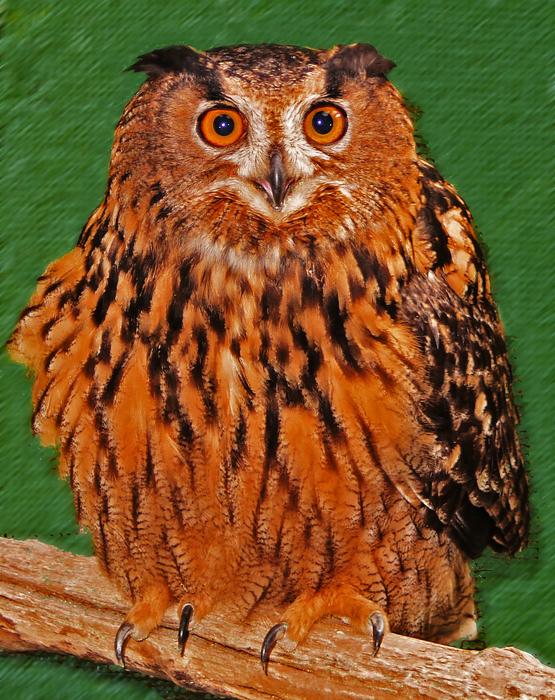 brown owl on a green background