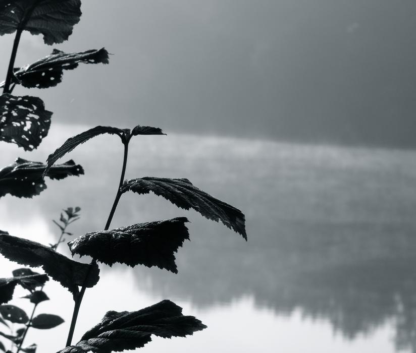 black leaves on a branch