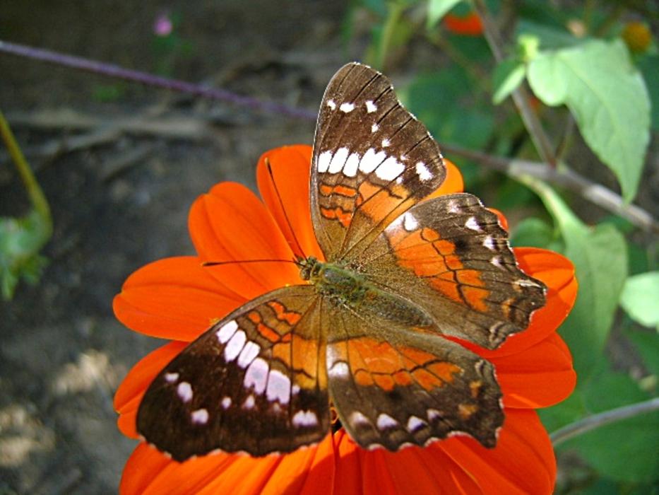 Butterfly Flower