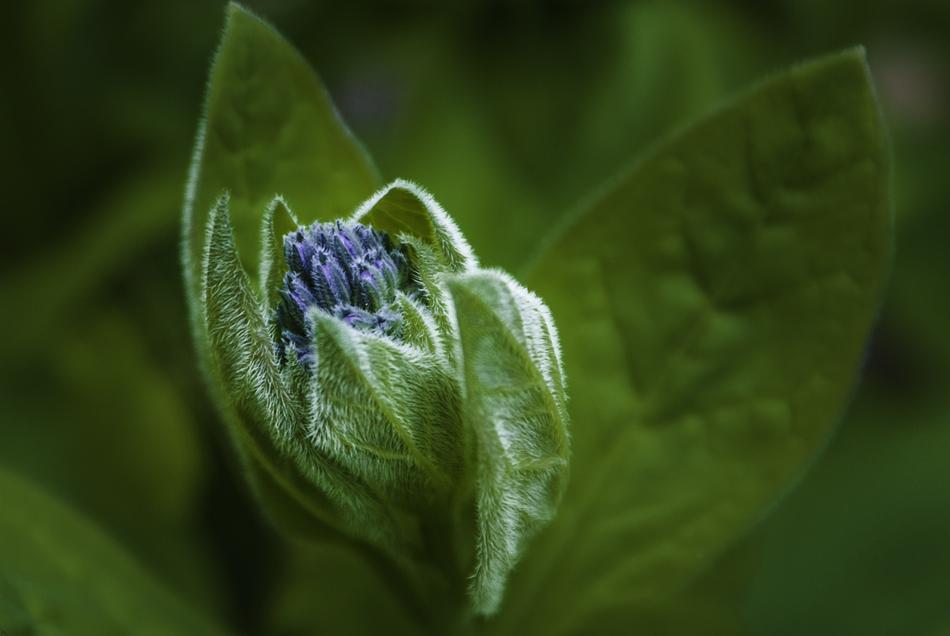 Wallowa Native Wildflower