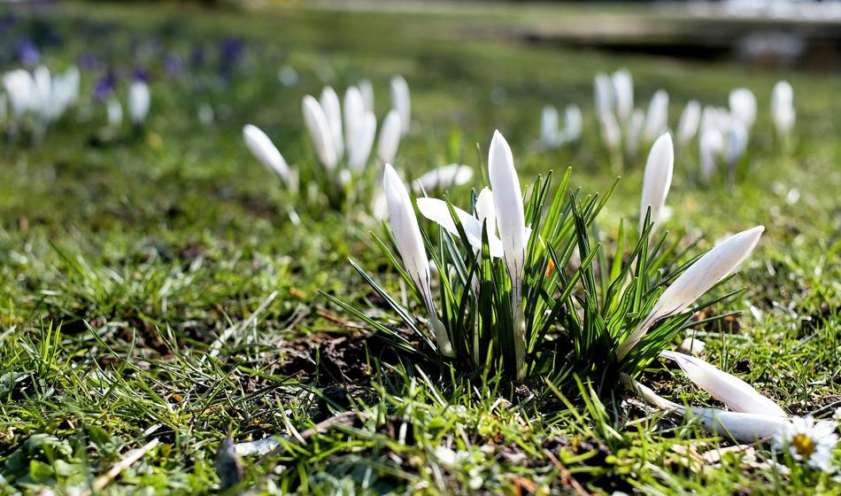 snowdrop sprouts in the meadow