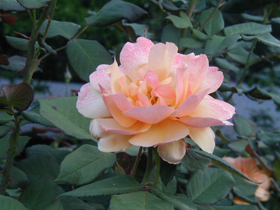 Close-up of the beautiful and colorful, blossoming flower among the green leaves