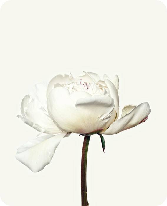 Peony Flower White