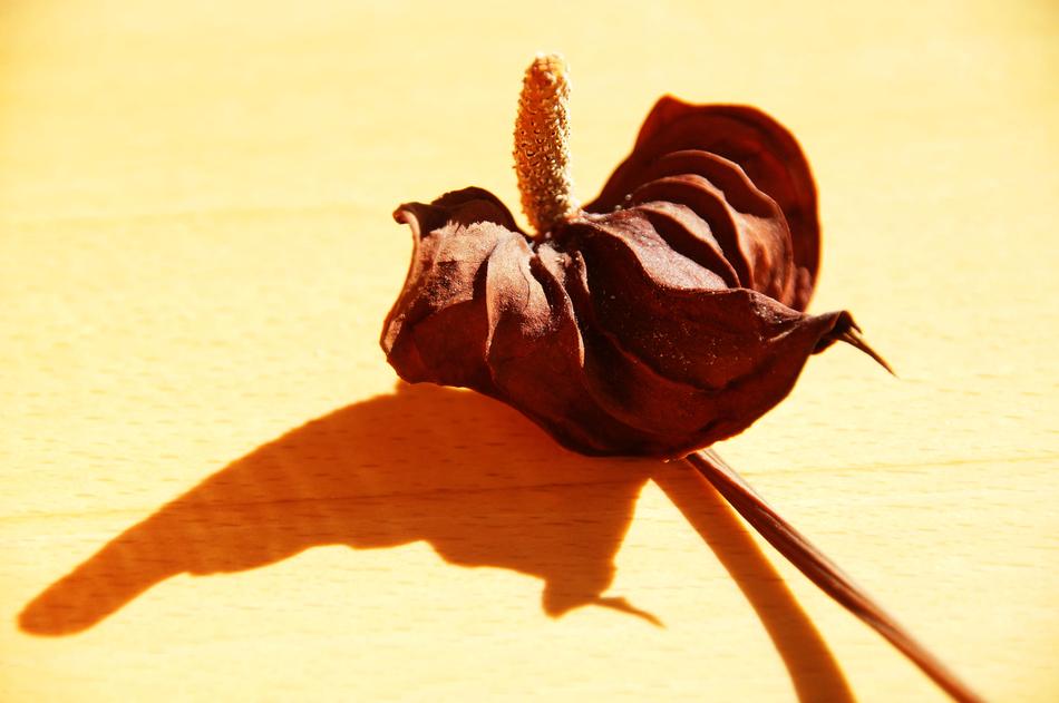 Dried brown Blossom Bloom