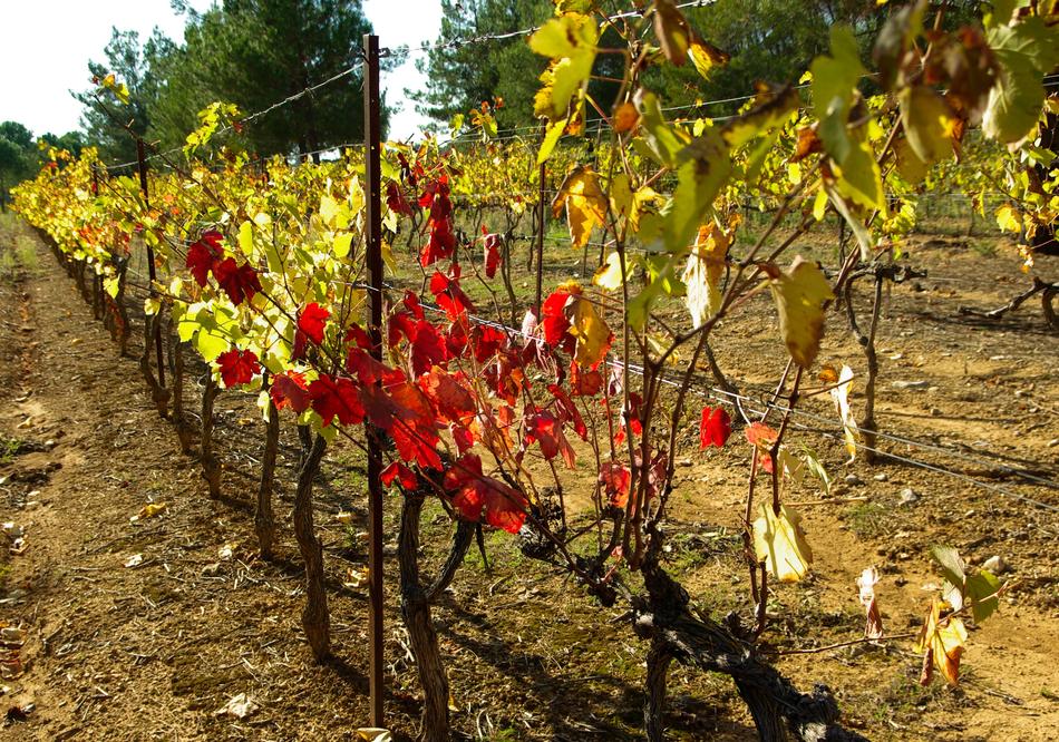 colored leaves on grapevine bushes