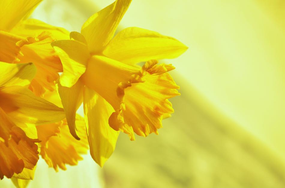 Yellow Daffodils Osterglocken at sunlight