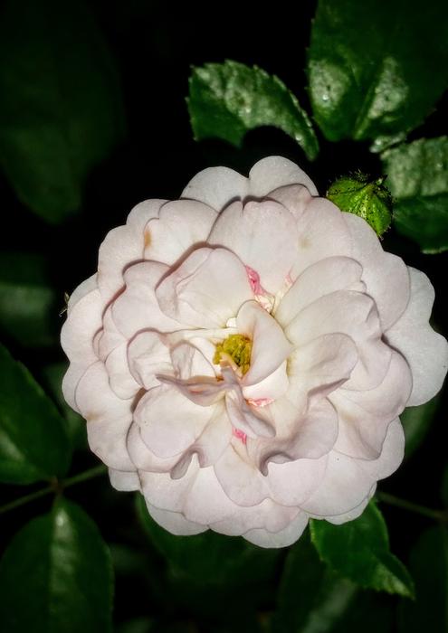 Roses Flower Floral