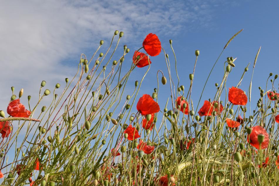 field of poppies against the background of the summer sky