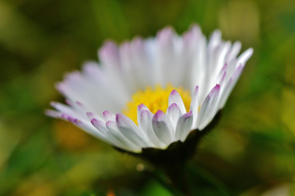 closeup picture of Daisy Flower in Meadow