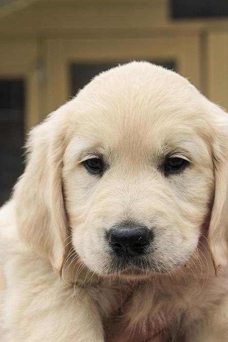cute white puppy fluffy
