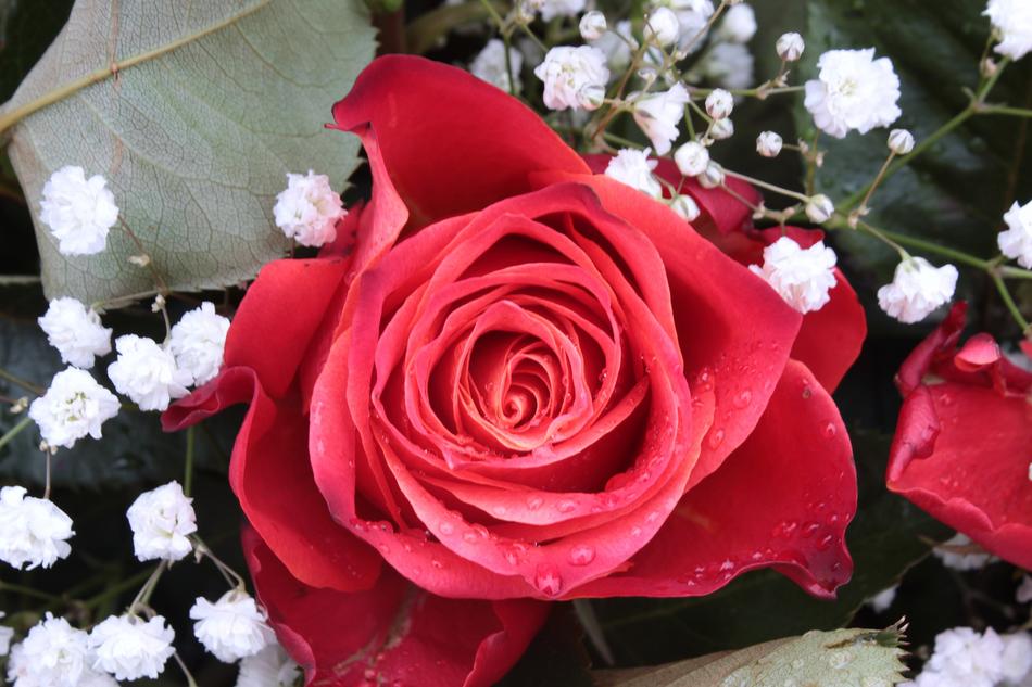 red Gypsophila Rose Bloom