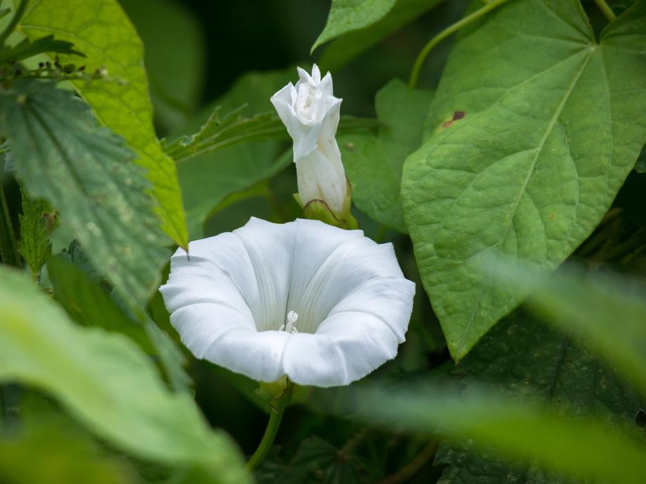 Bindweed Blossom Bloom