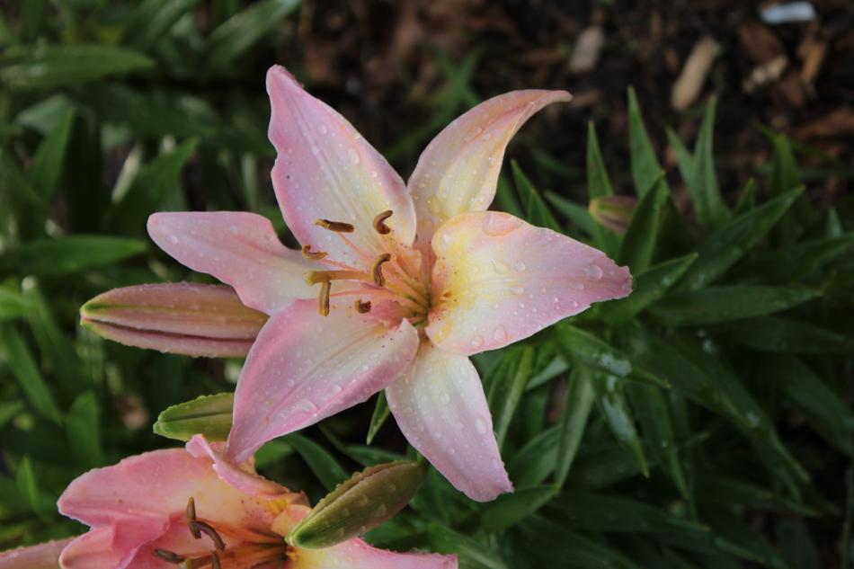 pink spring lily in the garden