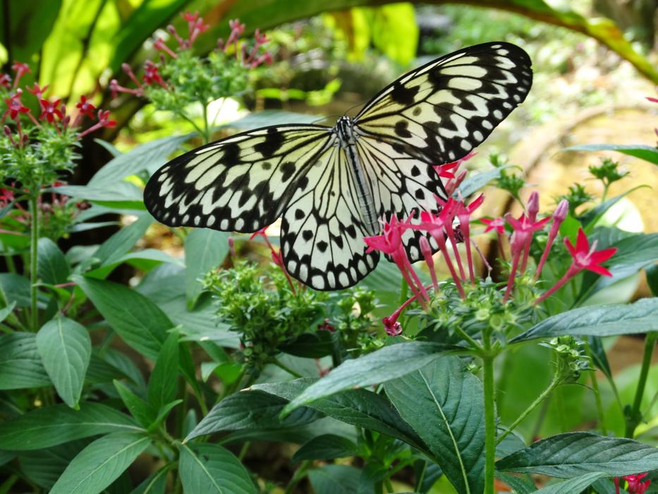 butterfly in the thickets of the garden close up