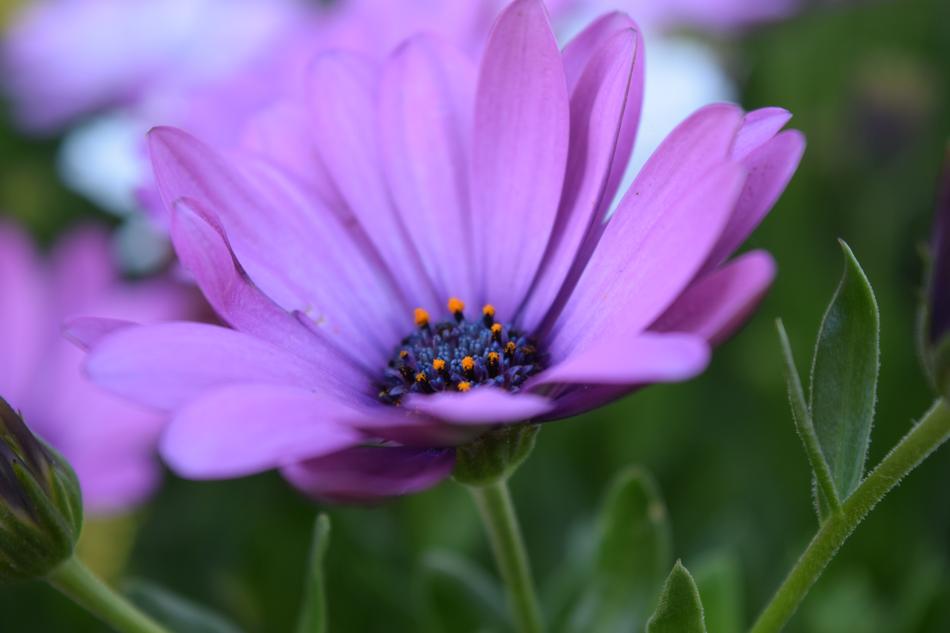 Cape Basket Bloom Flower