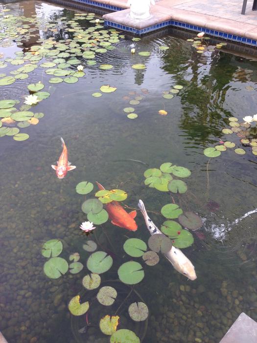 Pond Koi Fish
