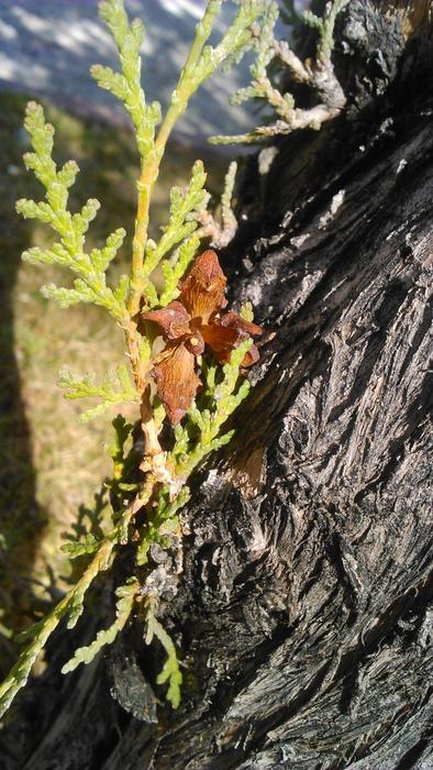 orange sprout on a log