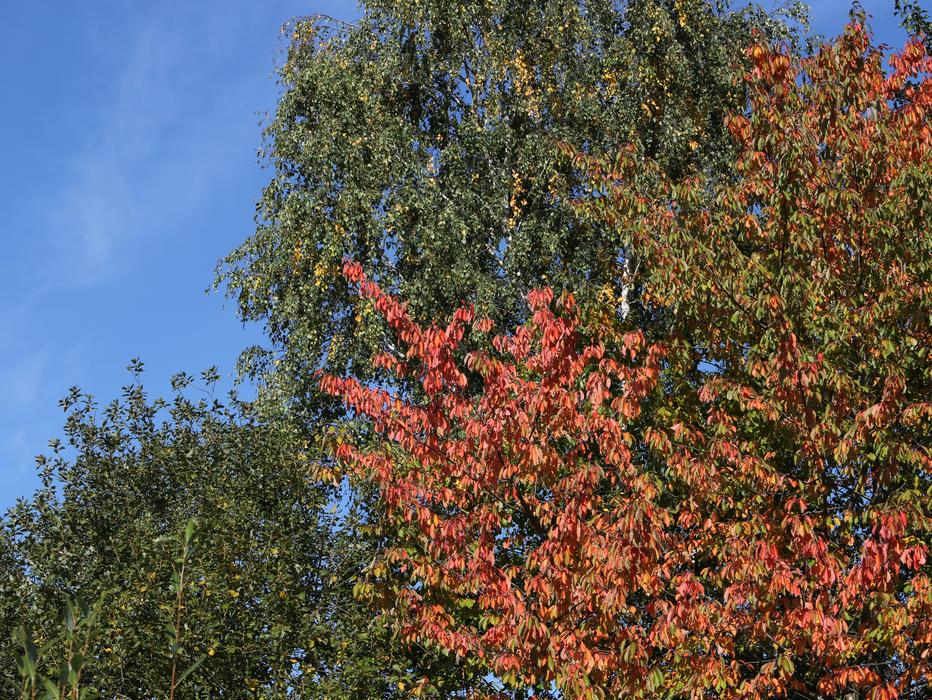 fall trees are colorful in the garden