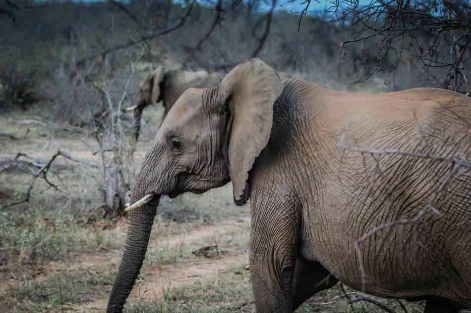 Elephant Pachyderm at Wildlife