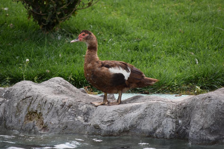 Duck Water Park Leolandia