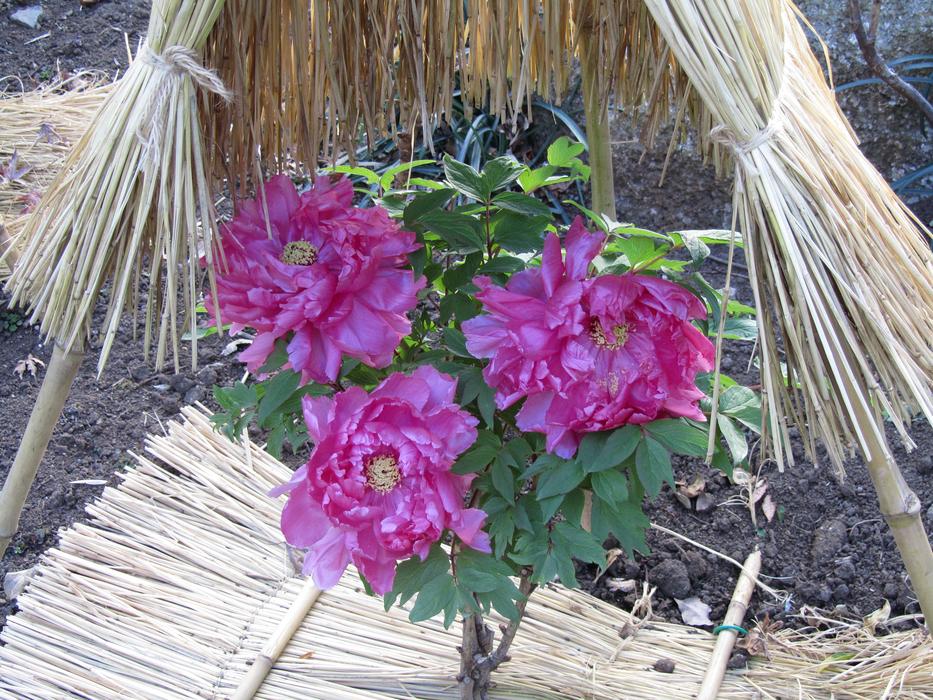 beautiful peonies in the home garden