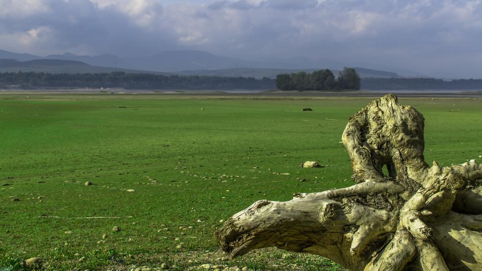 large wooden pole on the green grass