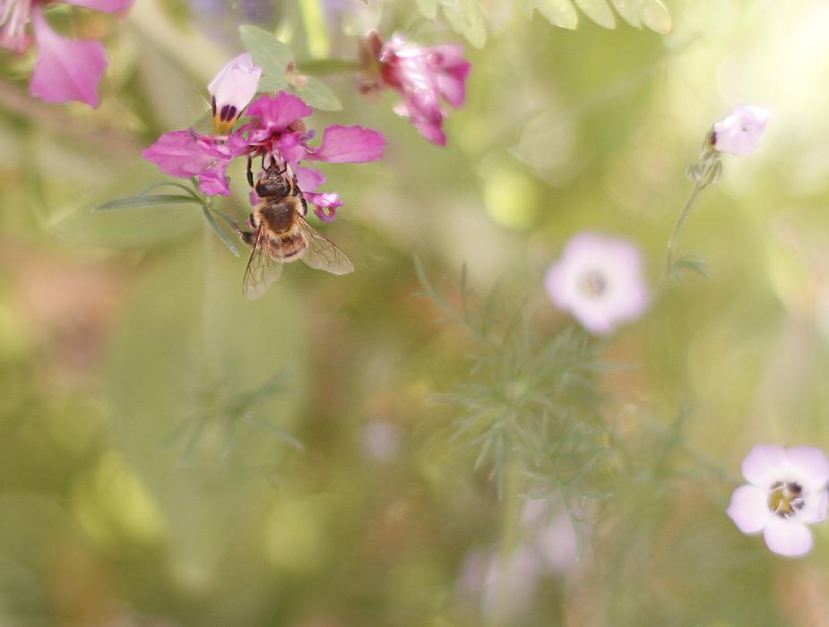 Bee on pink Flower at blur background