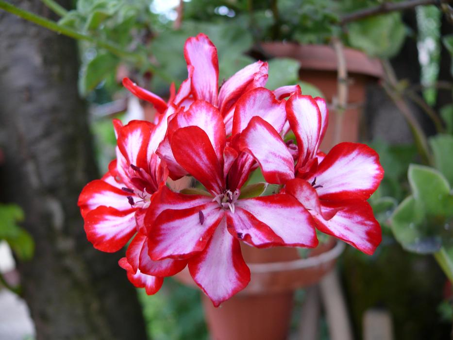 Flower Geranium on a blurred background