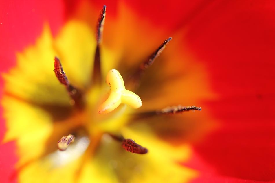 Tulip Flower Heart