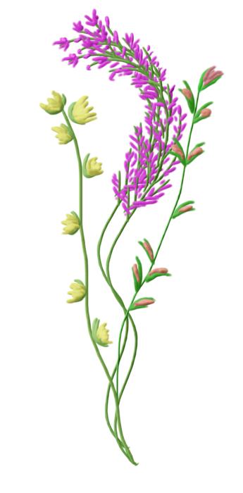 drawn purple flower on white background