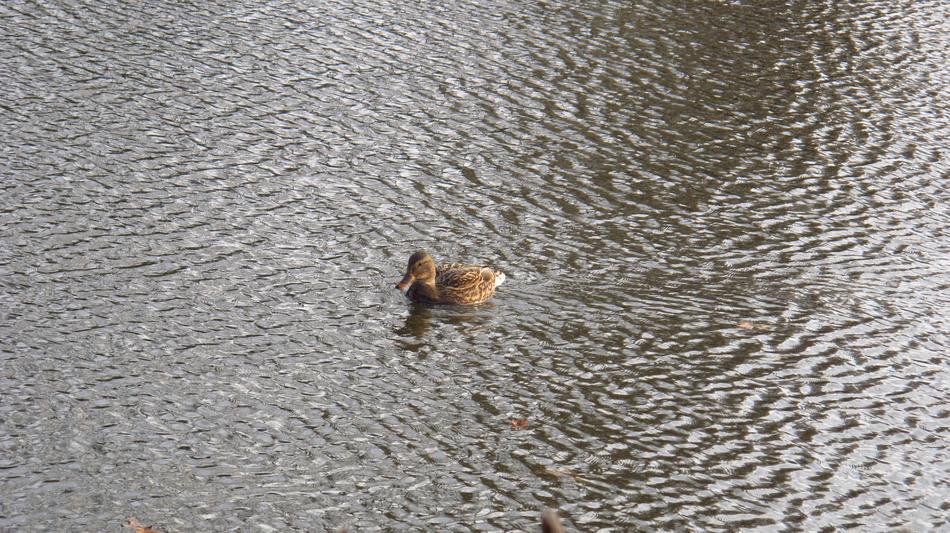 cute floating lonely duck